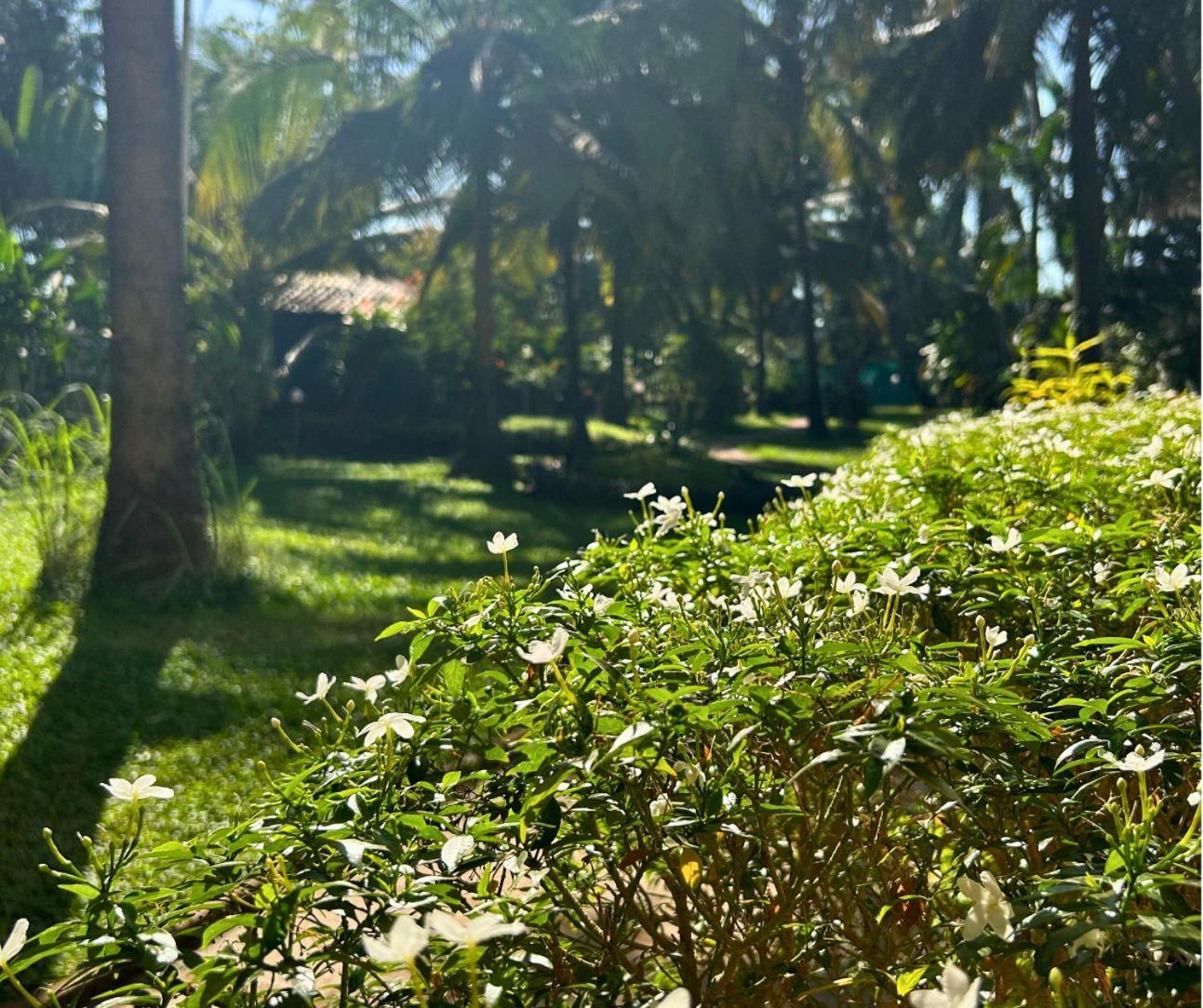 Jungle Hut-Annabelle'S Beach Apartments At Bernard Simao,Calangute,Goa Кандолим Екстериор снимка