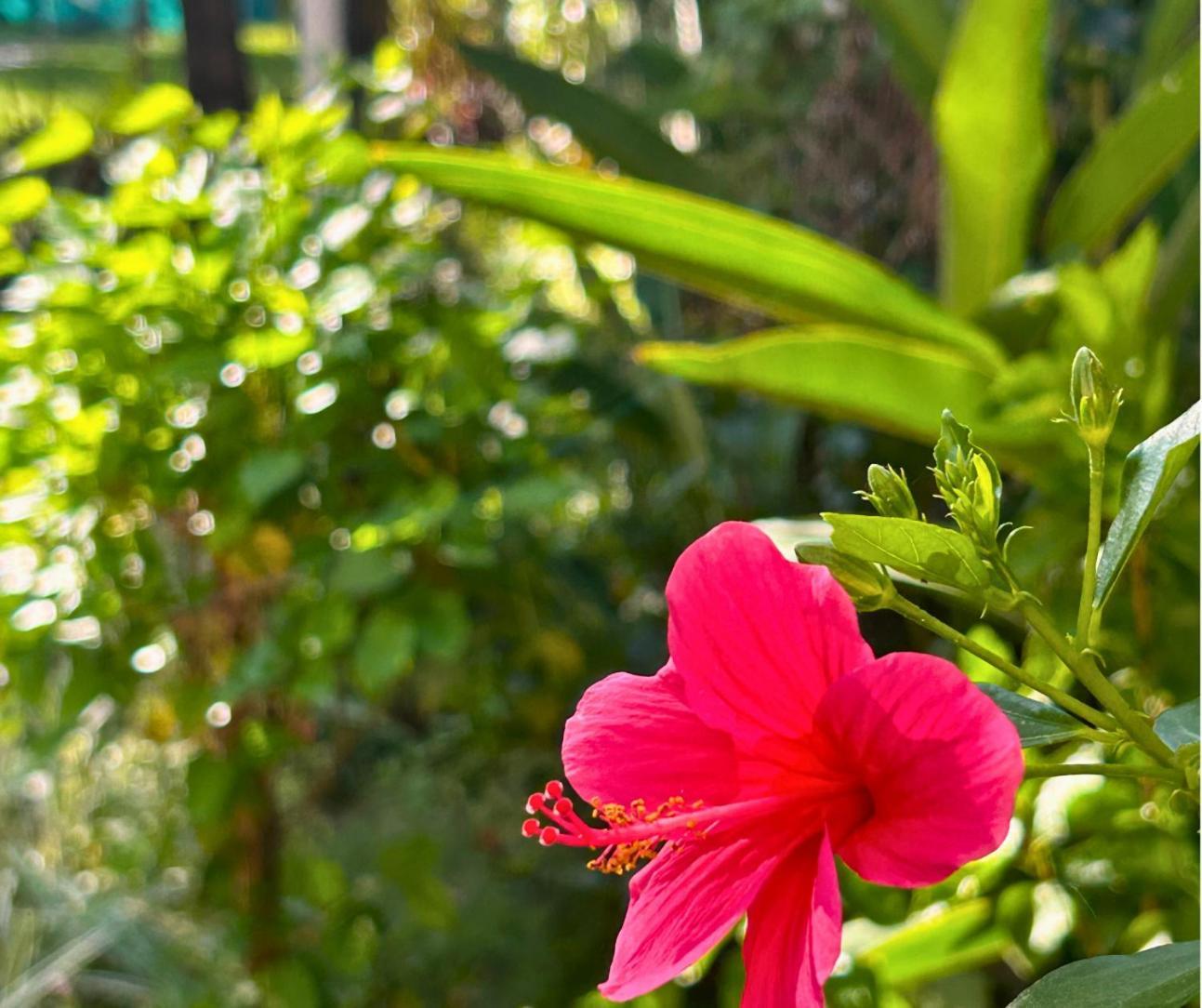 Jungle Hut-Annabelle'S Beach Apartments At Bernard Simao,Calangute,Goa Кандолим Екстериор снимка